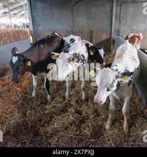 les veaux holstein à taches noires et blanches se dressent en paille dans une ferme hollandaise aux pays-bas Banque D'Images