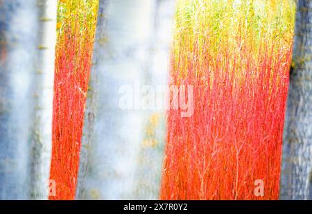 Image artistique montrant des traits texturés rouges et jaunes vibrants sur les troncs d'arbres, ressemblant à une peinture abstraite, parfait pour la création et la nature Banque D'Images