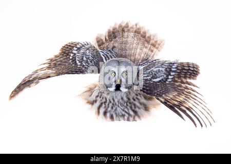 Superbe capture d'un grand hibou gris avec des ailes larges, volant sur un fond blanc pur. Banque D'Images