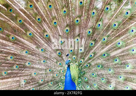 Un superbe paon indien, ou paon bleu, met en valeur ses plumes de queue irisées avec des taches oculaires vibrantes, un spectacle époustouflant de beauté naturelle. Banque D'Images