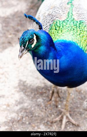 Gros plan d'un paon indien ou d'un Pavo cristatus avec ses superbes plumes bleues et vertes, mettant en valeur les motifs complexes et les couleurs vives de l'oiseau Banque D'Images