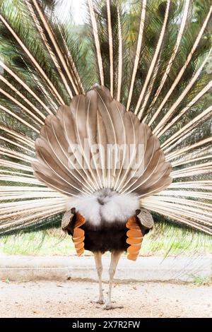 Un superbe paon avec ses plumes de queue étalées dans un affichage complet et impressionnant, mettant en valeur les motifs complexes et les couleurs vibrantes. Banque D'Images