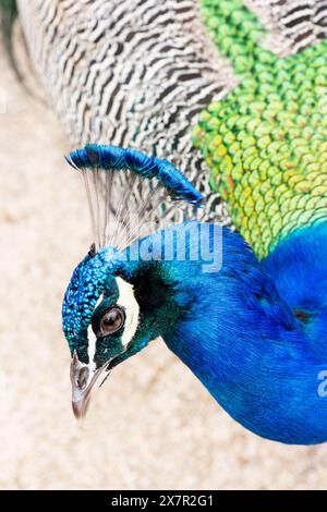 Image en gros plan mettant en valeur la tête et le cou bleus éclatants d'un paon indien avec ses motifs de plumes complexes. Banque D'Images