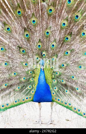 Un paon indien coloré ou Pavo cristatus présente ses superbes plumes de queue dans un spectacle époustouflant de l'art de la nature. Banque D'Images