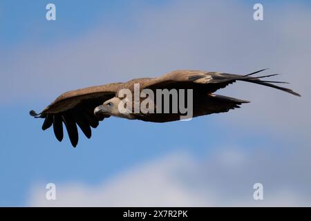 Un puissant vautours Griffon glisse sans effort sur un fond de ciel bleu vif, mettant en valeur sa vaste envergure et sa vue éblouissante Banque D'Images