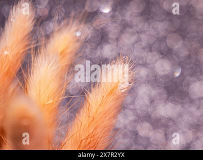 Image en gros plan présentant de délicates gouttes de rosée ornant une fine herbe torsadée orange sur un fond bokeh doux, mettant en valeur la beauté naturelle et le tranqui Banque D'Images