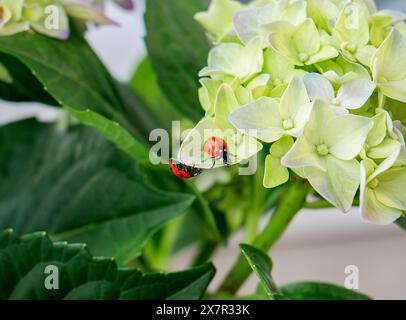 Une coccinelle rampe sur les pétales vibrants d'une hortensia verte, mettant en valeur l'interaction entre l'insecte et la fleur. Banque D'Images
