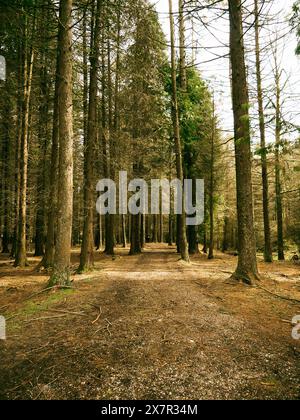 Un sentier tranquille serpente à travers une forêt dense de grands arbres à feuilles persistantes, avec la lumière du soleil filtrant à travers le feuillage. Banque D'Images