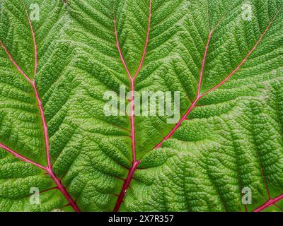 Gros plan d'une grande feuille verte avec des veines rouges vibrantes soulignant sa texture complexe. Banque D'Images