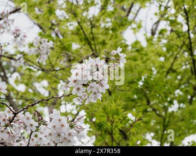 Cerisiers en fleurs en pleine floraison avec une toile de fond de verdure luxuriante Banque D'Images