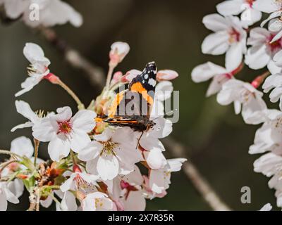 Un papillon amiral rouge frappant avec des marques noires et blanches repose sur les pétales blancs doux des fleurs de cerisier en fleurs. Banque D'Images