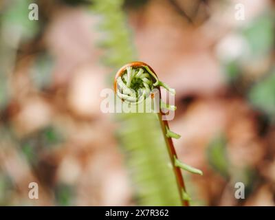 Une image détaillée en gros plan capturant la boucle complexe d'une jeune fronde de fougères, connue sous le nom de fiddlehead, alors qu'elle se déroule dans un cadre naturel. Banque D'Images