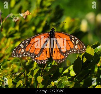 Papillon monarque - Danaus plexippus pondant des œufs sur un jeune chêne Portugues - Quercus faginea. Observation rare à Oeiras, Portugal. Famille des Nymphalidae. Banque D'Images