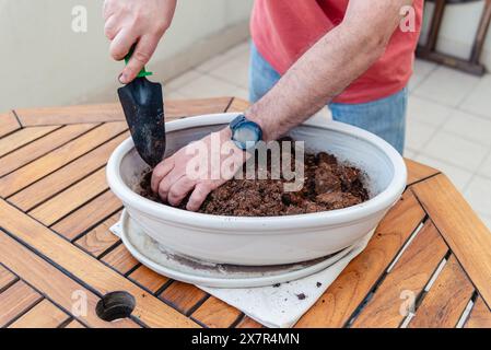 La photo montre les mains d'un homme utilisant une truelle pour planter dans le sol dans un récipient blanc, placé sur une table en bois à l'extérieur il porte une montre-bracelet et un caillot occasionnel Banque D'Images