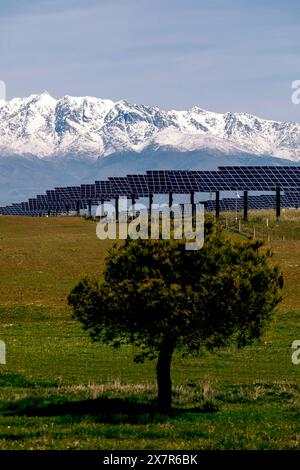 Un arbre solitaire se dresse au premier plan avec des rangées de panneaux solaires et des montagnes enneigées s'élevant majestueusement au loin. Banque D'Images