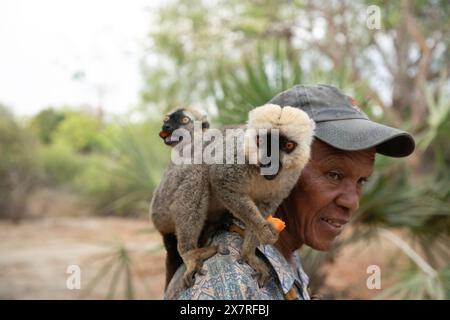 Madagascar. 19 octobre 2023. Un troupeau de lémuriens bruns prend de la nourriture de la main d'un homme à Madagascar. les lémuriens apprivoisés s'assoient sur l'épaule du gardien du parc Banque D'Images