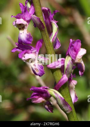 Orchidée pourpre précoce, Orchis mascula, Orchidaceae Oxfordshire, Royaume-Uni Banque D'Images