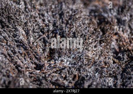 Mousse morte noire couverte de cendres volcaniques après une éruption dans le champ de lave du volcan Fagradalsfjall, Islande, vue rapprochée. Banque D'Images