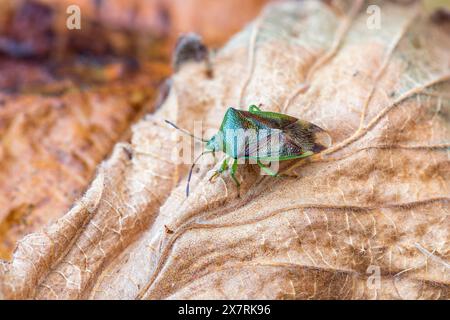 Hawthorn Shieldbug ; Acanthosoma haemorrhoidale ; Royaume-Uni Banque D'Images