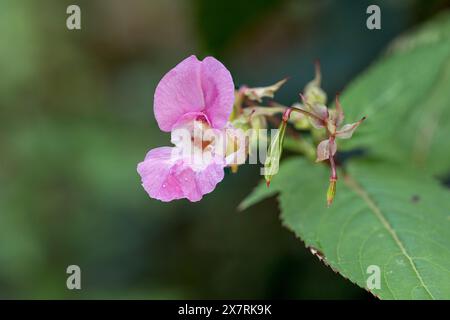 Baume de l'Himalaya ; Impatiens glandulifera ; floraison ; Royaume-Uni Banque D'Images