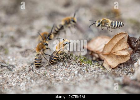 Ivy Mining Bee ; Colletes hederae ; Flying ; UK Banque D'Images