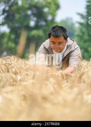 (240521) -- CHENGDU, 21 mai 2024 (Xinhua) -- Shu Xingyu vérifie la maturité du blé dans le village Guquan de la ville de Chongzhou, province du Sichuan, au sud-ouest de la Chine, 15 mai 2024. Pour Shu Xingyu, un directeur professionnel d'une coopérative spécialisée de machines agricoles à Chongzhou, dans la province du Sichuan, dans le sud-ouest de la Chine, les journées commençant de début mai à début juin sont une saison agricole occupée d'un an. En plus du travail de récolte du blé et de repiquage du riz, Shu est également occupé à coordonner le labourage, à organiser des drones pour répandre des pesticides, à organiser le séchage du blé récolté et à le dire Banque D'Images