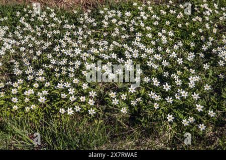 Anémone du bois - anémone nemorosa en mai sur prairie Banque D'Images