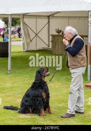 19 mai 2024. Gordon Castle Highland Games, Fochabers, Moray, Écosse. C'est un Gordon Setter à sa maison Castle Games qui cherche à obtenir certains de ses propriétaires Banque D'Images