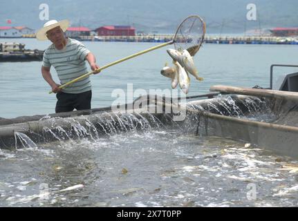 (240521) -- FUZHOU, 21 mai 2024 (Xinhua) -- Un pêcheur sélectionne de grands croqueurs jaunes dans une zone de mariculture de la ville de Ningde, province du Fujian, dans le sud-est de la Chine, le 8 mai 2024. Située au bord de la mer de Chine orientale, la province du Fujian possède une superficie de 136 000 km carrés, un littoral accidenté et de nombreuses baies et îles, ce qui en fait un lieu idéal pour le développement de la mariculture. Au fil des ans, le Fujian s'est concentré sur l'augmentation des approvisionnements alimentaires de haute qualité pour la pêche marine et sur l'accélération de la modernisation de la mariculture tout en protégeant l'environnement écologique marin. En 2023, la production maricole du Fujian w Banque D'Images