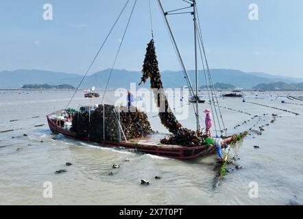 (240521) -- FUZHOU, 21 mai 2024 (Xinhua) -- Une photo de drone prise le 9 mai 2024 montre des agriculteurs récoltant du varech dans les zones marines près du village de Shajiang, dans le comté de Xiapu, dans la province du Fujian, au sud-est de la Chine. Située au bord de la mer de Chine orientale, la province du Fujian possède une superficie de 136 000 km carrés, un littoral accidenté et de nombreuses baies et îles, ce qui en fait un lieu idéal pour le développement de la mariculture. Au fil des ans, le Fujian s'est concentré sur l'augmentation des approvisionnements alimentaires de haute qualité pour la pêche marine et sur l'accélération de la modernisation de la mariculture tout en protégeant l'environnement écologique marin. En 2023 Banque D'Images