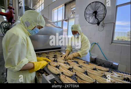 (240521) -- FUZHOU, 21 mai 2024 (Xinhua) -- des travailleurs transforment des anguilles grillées dans une usine de Fuzhou, dans la province du Fujian, au sud-est de la Chine, 15 mai 2024. Située au bord de la mer de Chine orientale, la province du Fujian possède une superficie de 136 000 km carrés, un littoral accidenté et de nombreuses baies et îles, ce qui en fait un lieu idéal pour le développement de la mariculture. Au fil des ans, le Fujian s'est concentré sur l'augmentation des approvisionnements alimentaires de haute qualité pour la pêche marine et sur l'accélération de la modernisation de la mariculture tout en protégeant l'environnement écologique marin. En 2023, la production maricole du Fujian était de près de 5,8 millions de tonnes Banque D'Images