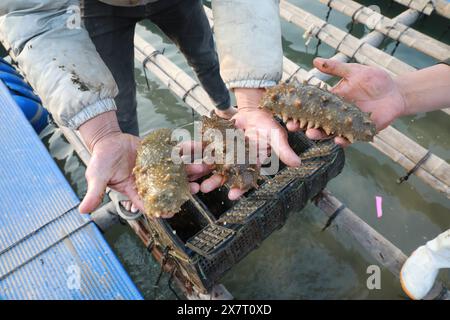 (240521) -- FUZHOU, 21 mai 2024 (Xinhua) -- des pêcheurs vérifient les concombres de mer dans une zone de mariculture du comté de Xiapu, dans la province du Fujian du sud-est de la Chine, 11 janvier 2024. Située au bord de la mer de Chine orientale, la province du Fujian possède une superficie de 136 000 km carrés, un littoral accidenté et de nombreuses baies et îles, ce qui en fait un lieu idéal pour le développement de la mariculture. Au fil des ans, le Fujian s'est concentré sur l'augmentation des approvisionnements alimentaires de haute qualité pour la pêche marine et sur l'accélération de la modernisation de la mariculture tout en protégeant l'environnement écologique marin. En 2023, la production de mariculture du Fujian était ne Banque D'Images