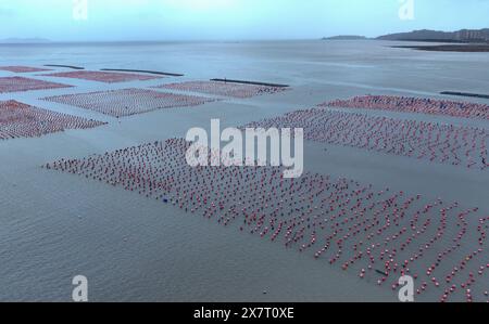 (240521) -- FUZHOU, 21 mai 2024 (Xinhua) -- une photo prise par un drone aérien le 21 mai 2024 montre une zone de mariculture dans le comté de Lianjiang à Fuzhou, dans la province du Fujian, au sud-est de la Chine. Située au bord de la mer de Chine orientale, la province du Fujian possède une superficie de 136 000 km carrés, un littoral accidenté et de nombreuses baies et îles, ce qui en fait un lieu idéal pour le développement de la mariculture. Au fil des ans, le Fujian s'est concentré sur l'augmentation des approvisionnements alimentaires de haute qualité pour la pêche marine et sur l'accélération de la modernisation de la mariculture tout en protégeant l'environnement écologique marin. En 2023, la mariculture du Fujian o Banque D'Images