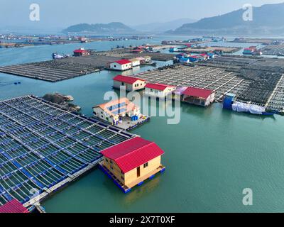 (240521) -- FUZHOU, 21 mai 2024 (Xinhua) -- une photo de drone aérien prise le 11 janvier 2024 montre une zone de mariculture dans le comté de Xiapu, dans la province du Fujian, au sud-est de la Chine. Située au bord de la mer de Chine orientale, la province du Fujian possède une superficie de 136 000 km carrés, un littoral accidenté et de nombreuses baies et îles, ce qui en fait un lieu idéal pour le développement de la mariculture. Au fil des ans, le Fujian s'est concentré sur l'augmentation des approvisionnements alimentaires de haute qualité pour la pêche marine et sur l'accélération de la modernisation de la mariculture tout en protégeant l'environnement écologique marin. En 2023, la production de mariculture du Fujian était nea Banque D'Images