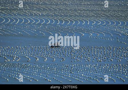 (240521) -- FUZHOU, 21 mai 2024 (Xinhua) -- cette photo prise le 10 novembre 2020 montre une zone de mariculture près du village de Qida dans le comté de Lianjiang, dans la province du Fujian, au sud-est de la Chine. Située au bord de la mer de Chine orientale, la province du Fujian possède une superficie de 136 000 km carrés, un littoral accidenté et de nombreuses baies et îles, ce qui en fait un lieu idéal pour le développement de la mariculture. Au fil des ans, le Fujian s'est concentré sur l'augmentation des approvisionnements alimentaires de haute qualité pour la pêche marine et sur l'accélération de la modernisation de la mariculture tout en protégeant l'environnement écologique marin. En 2023, la mariculture de Fujian est terminée Banque D'Images