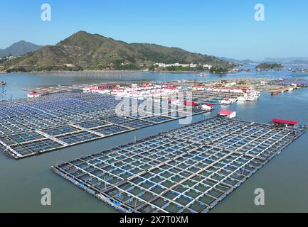 (240521) -- FUZHOU, 21 mai 2024 (Xinhua) -- une photo de drone aérien prise le 18 novembre 2023 montre une zone de mariculture dans le comté de Xiapu, dans la province du Fujian, au sud-est de la Chine. Située au bord de la mer de Chine orientale, la province du Fujian possède une superficie de 136 000 km carrés, un littoral accidenté et de nombreuses baies et îles, ce qui en fait un lieu idéal pour le développement de la mariculture. Au fil des ans, le Fujian s'est concentré sur l'augmentation des approvisionnements alimentaires de haute qualité pour la pêche marine et sur l'accélération de la modernisation de la mariculture tout en protégeant l'environnement écologique marin. En 2023, la production de mariculture du Fujian était nea Banque D'Images