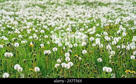 Pré de printemps avec beaucoup d'horloges de pissenlit redy-to-fly dans la forêt bavaroise, Bavière, Allemagne Banque D'Images