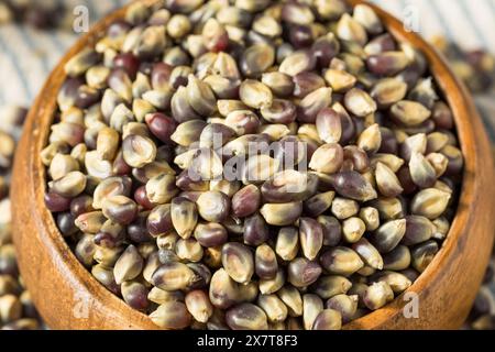 Séchez les grains de pop-corn violets biologiques dans un bol Banque D'Images
