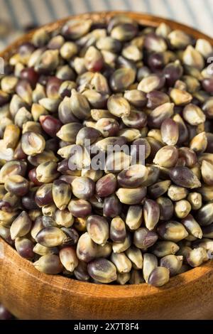 Séchez les grains de pop-corn violets biologiques dans un bol Banque D'Images