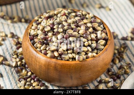 Séchez les grains de pop-corn violets biologiques dans un bol Banque D'Images