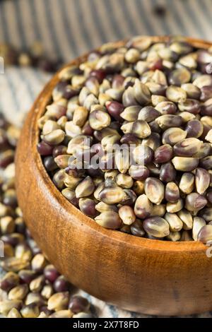 Séchez les grains de pop-corn violets biologiques dans un bol Banque D'Images