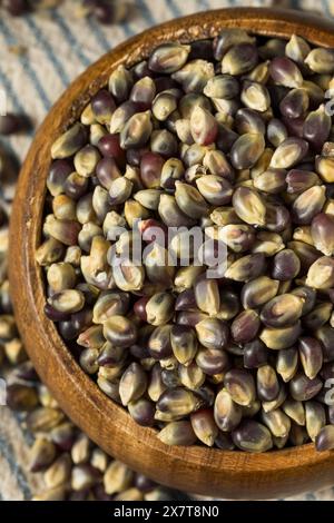 Séchez les grains de pop-corn violets biologiques dans un bol Banque D'Images