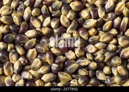 Séchez les grains de pop-corn violets biologiques dans un bol Banque D'Images