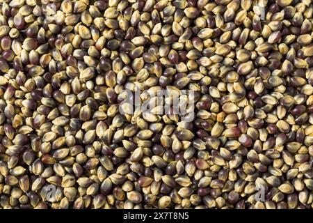 Séchez les grains de pop-corn violets biologiques dans un bol Banque D'Images