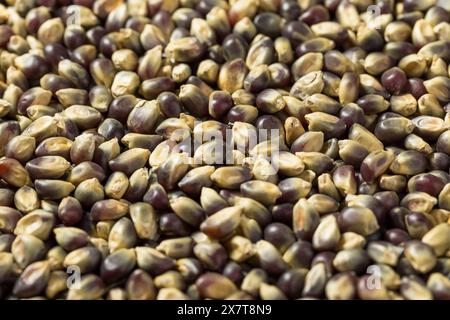 Séchez les grains de pop-corn violets biologiques dans un bol Banque D'Images