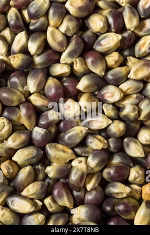 Séchez les grains de pop-corn violets biologiques dans un bol Banque D'Images