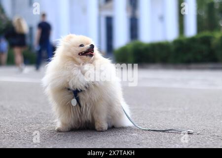 Spitz pomeranian en promenade. Un petit chien en laisse marche dans le parc. Un animal de compagnie. Chien est un meilleur ami humain. Petit chien moelleux dans la rue. Compan familial Banque D'Images