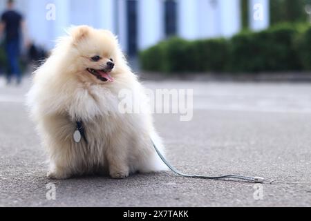 Spitz pomeranian en promenade. Un petit chien en laisse marche dans le parc. Un animal de compagnie. Chien est un meilleur ami humain. Petit chien moelleux dans la rue. Compan familial Banque D'Images