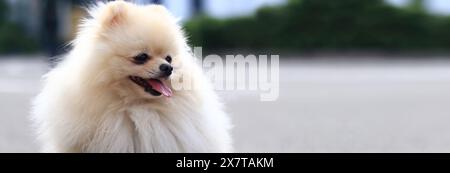 Spitz pomeranian en promenade. Un petit chien en laisse marche dans le parc. Un animal de compagnie. Chien est un meilleur ami humain. Petit chien moelleux dans la rue. Compan familial Banque D'Images