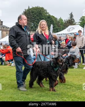 19 mai 2024. Gordon Castle Highland Games, Fochabers, Moray, Écosse. Ceci fait partie du rassemblement des Setters Gordon à leur château, Gordon Castl Banque D'Images